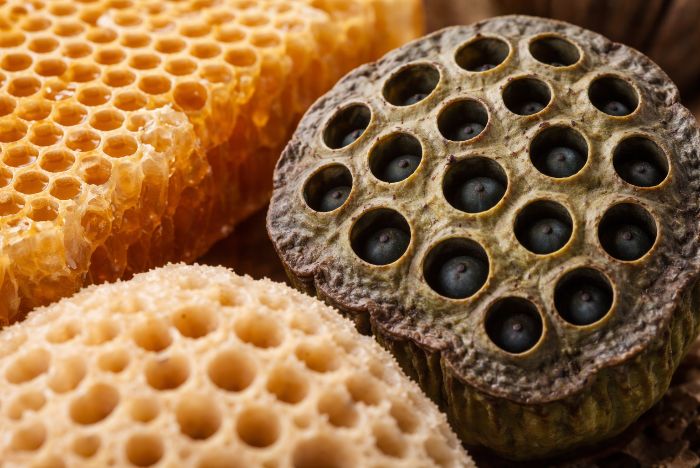 Meest voorkomende onbekende fobie: Trypofobie